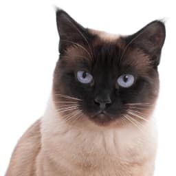 Happy cat