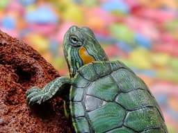 Pet turtle